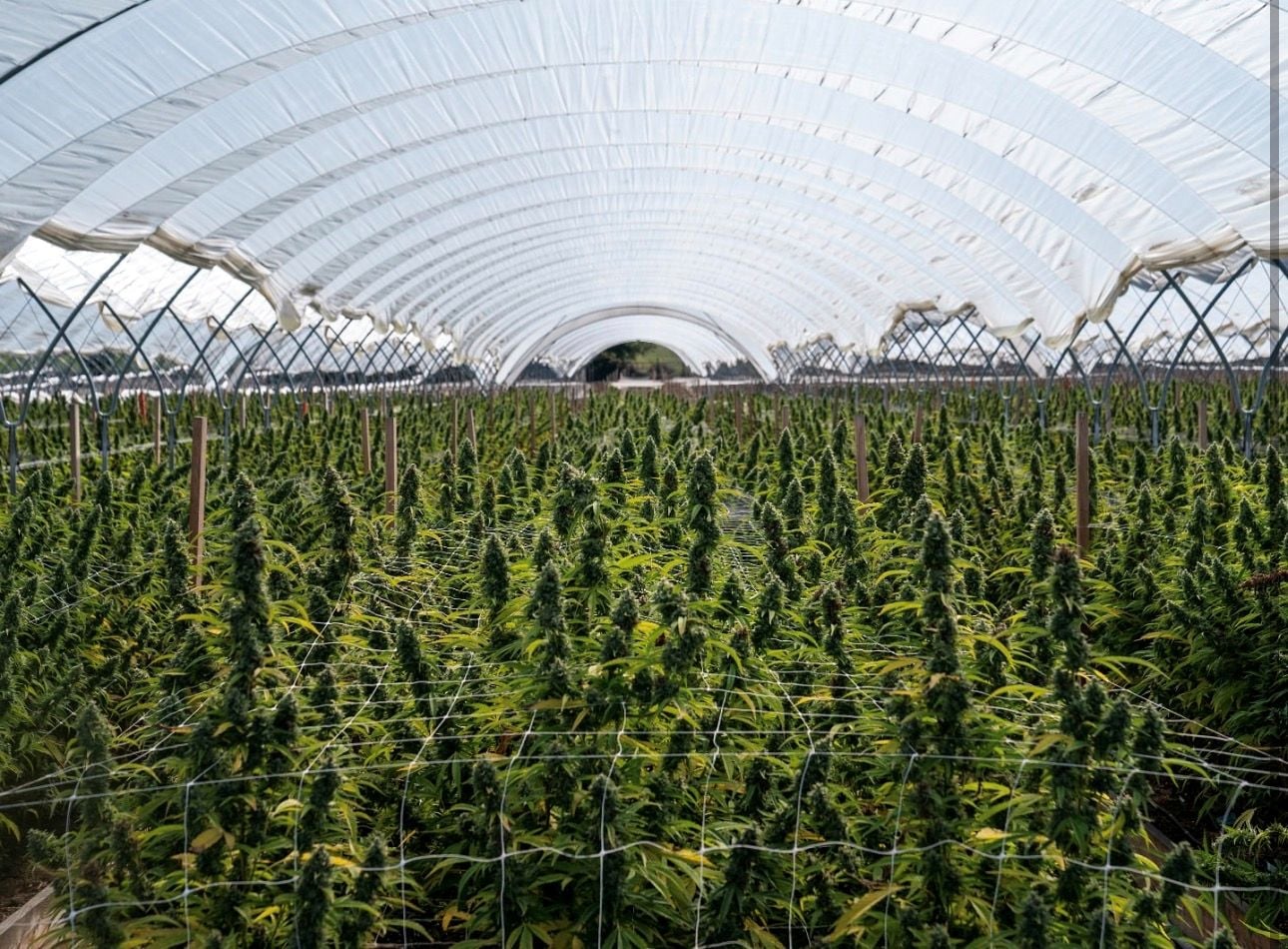 cannabis world news image of cannabis plants growing in greenhouse