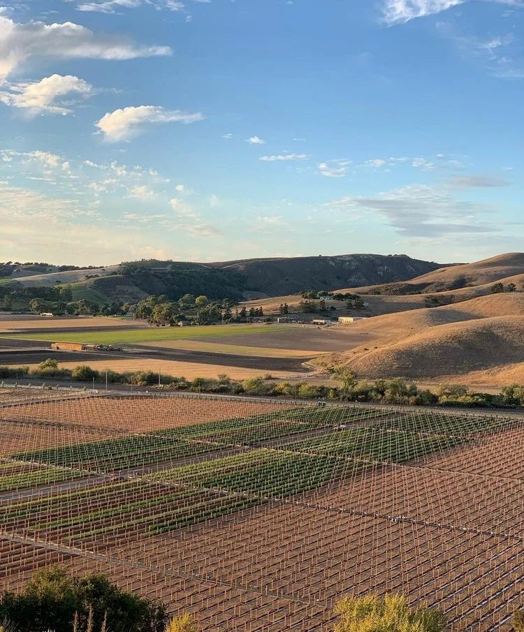 cannabis world news fields of cannabis plantings