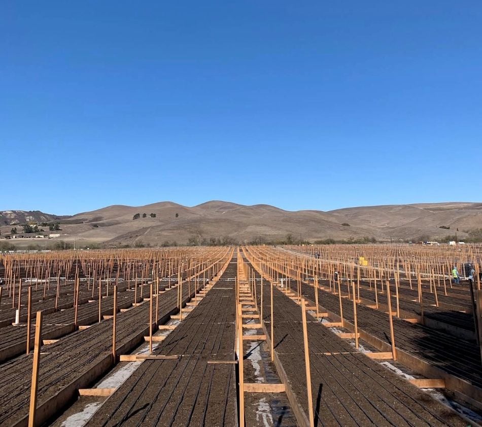 cannabis world news rows of cannabis plants