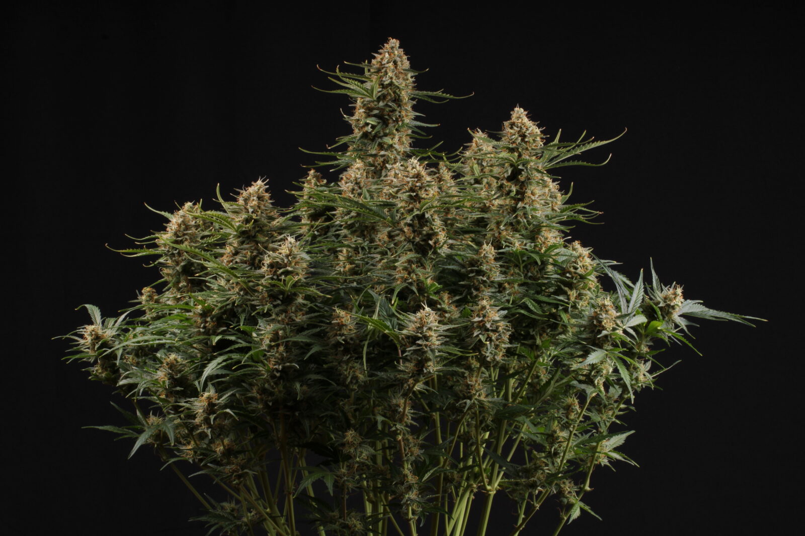 cannabis world news Seed Stockers