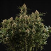 cannabis world news Seed Stockers