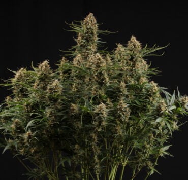 cannabis world news Seed Stockers