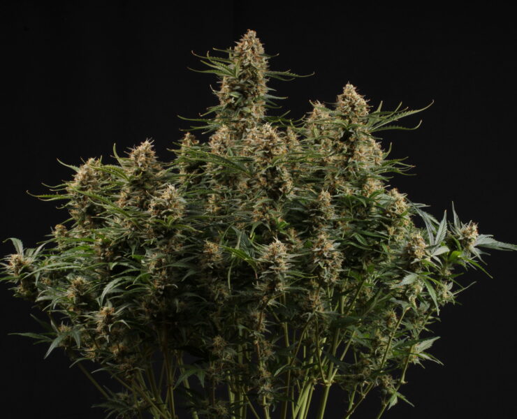 cannabis world news Seed Stockers