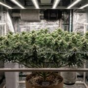 cannabis world news how to grow different heights to maintain consistent airflow and reduce the risk of mold during flowering. If you begin flowering and the air flow is poor, you can run into a serious mold or mildew issue.