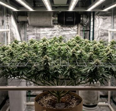 cannabis world news how to grow different heights to maintain consistent airflow and reduce the risk of mold during flowering. If you begin flowering and the air flow is poor, you can run into a serious mold or mildew issue.