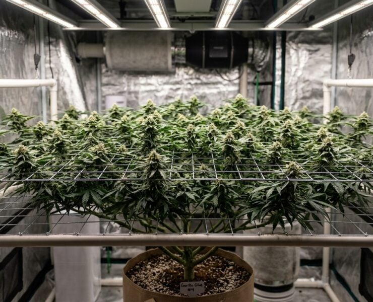 cannabis world news how to grow different heights to maintain consistent airflow and reduce the risk of mold during flowering. If you begin flowering and the air flow is poor, you can run into a serious mold or mildew issue.