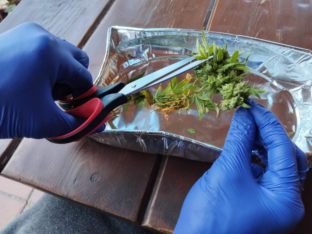 cannabis world news organic growing Prepare your trimming tools in advance to make things run smoothly.