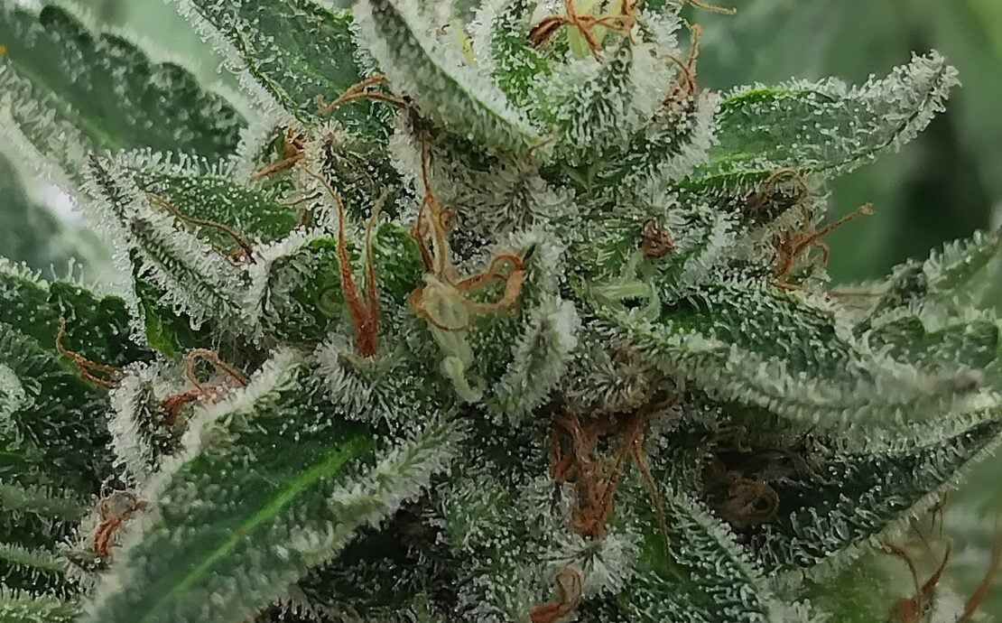 cannabis world news organic growing This plant shows all the signs she is ready to be harvested