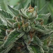 cannabis world news organic growing This plant shows all the signs she is ready to be harvested