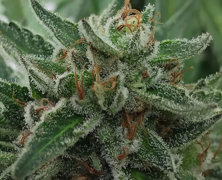 cannabis world news organic growing This plant shows all the signs she is ready to be harvested