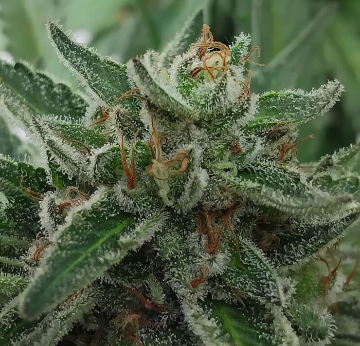 cannabis world news organic growing This plant shows all the signs she is ready to be harvested