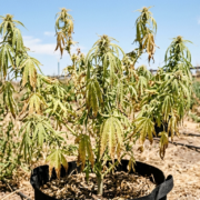 cannabis world news pests disease An outdoor cannabis plants that has suffered badly with heat stress