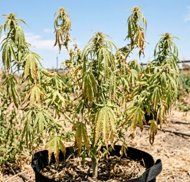 cannabis world news pests disease An outdoor cannabis plants that has suffered badly with heat stress