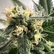 cannabis world strain reports news cannabis plant