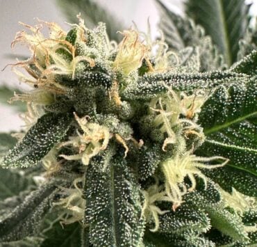 cannabis world strain reports news cannabis plant