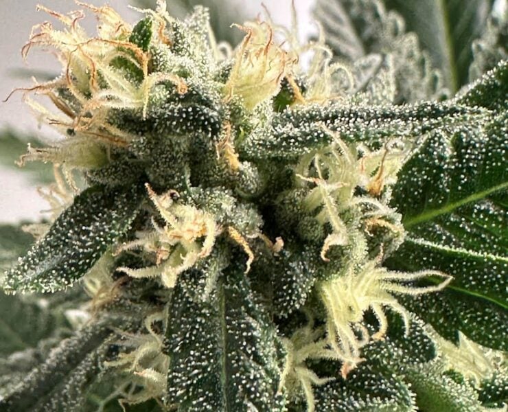 cannabis world strain reports news cannabis plant
