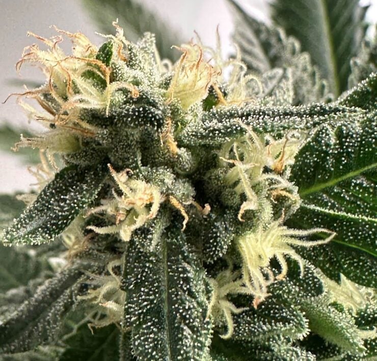 cannabis world strain reports news cannabis plant