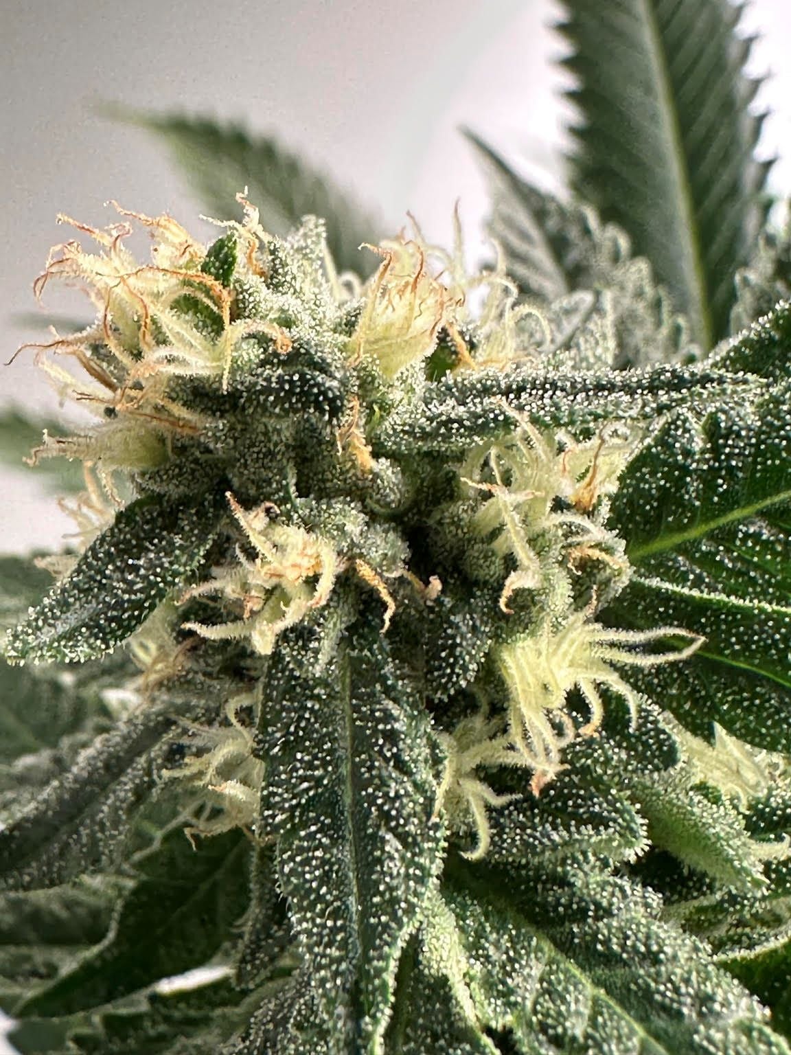 cannabis world strain reports news cannabis plant