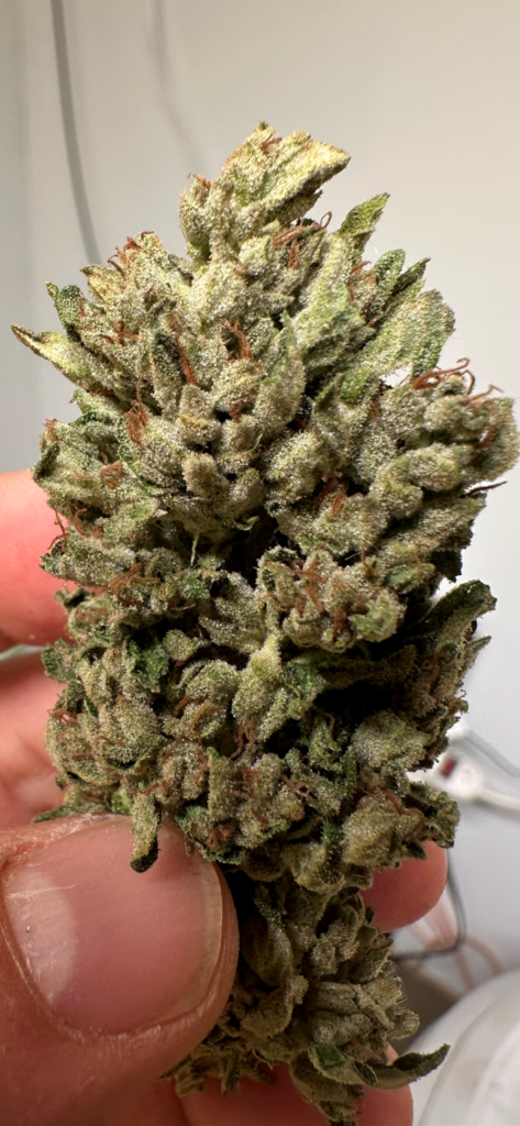 cannabis world news strain reports hand holding bud