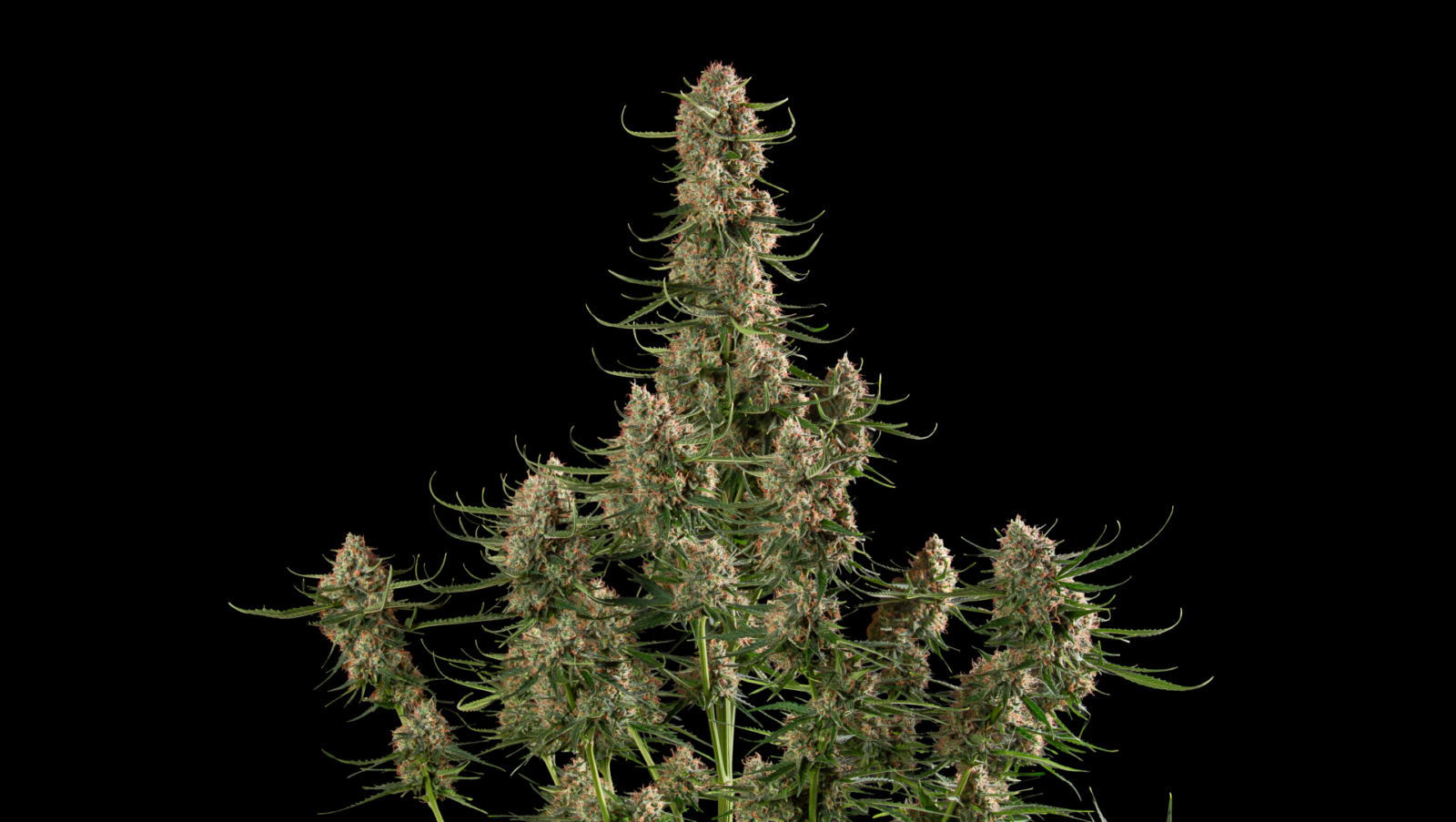 cannabis world news genetics image of cannabis plant