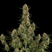 cannabis world news genetics image of cannabis plant