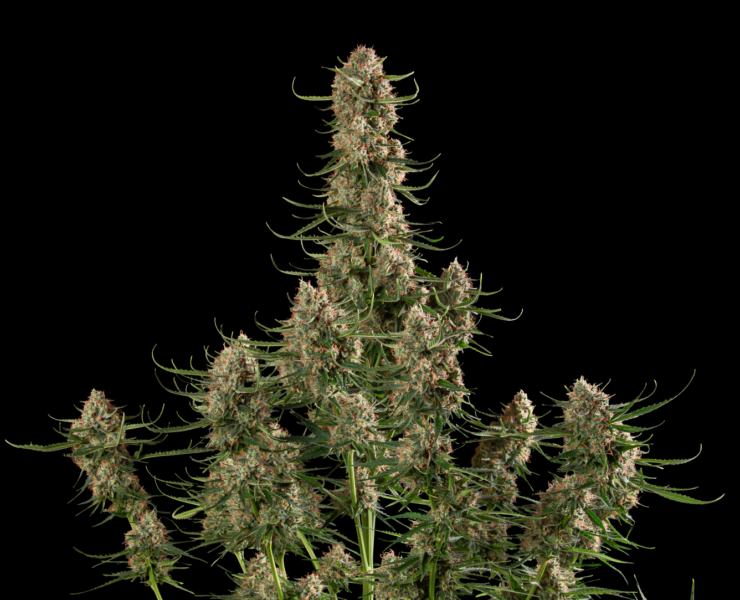cannabis world news genetics image of cannabis plant