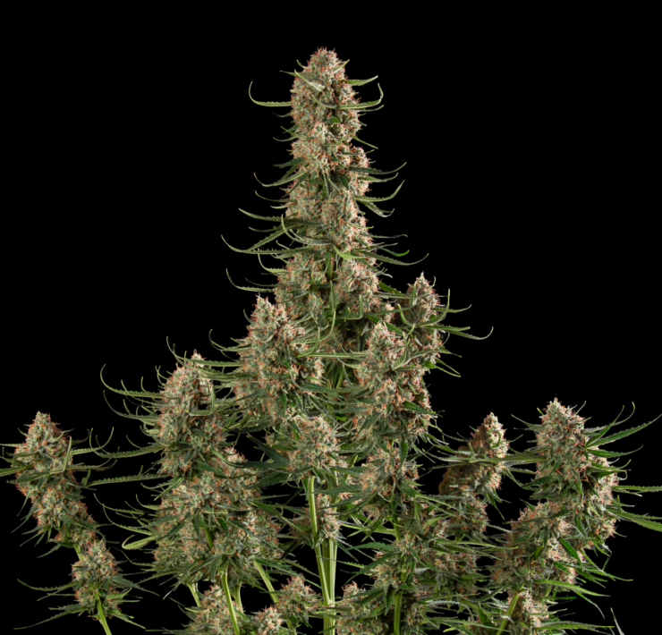 cannabis world news genetics image of cannabis plant