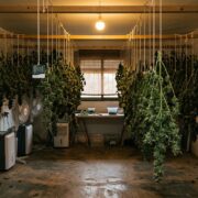 cannabis world news how to grow A large-scale temperature-controlled dry room filled with plants hanging