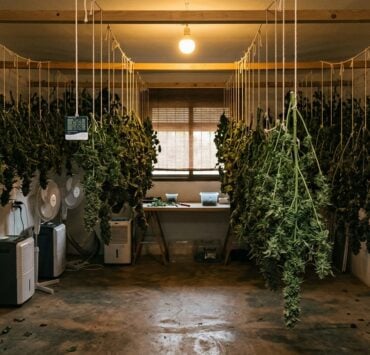 cannabis world news how to grow A large-scale temperature-controlled dry room filled with plants hanging