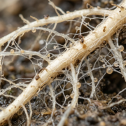 cannabis world news roots of cannabis plant