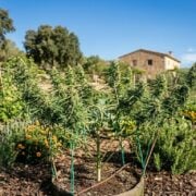 cannabis world news organic growing image of plant in garden