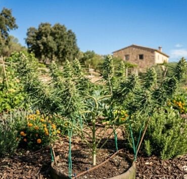 cannabis world news organic growing image of plant in garden