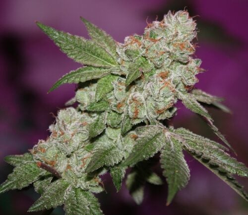 cannabis world news strain reports image of bud
