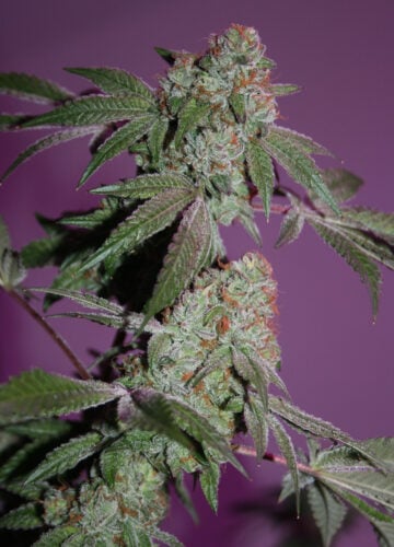 cannabis world news strain reports green bud