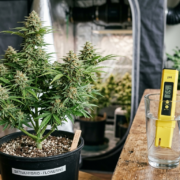 cannahis world news how to grow plants and meter