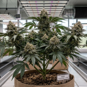 cannabis world news A healthy and thriving plant that was fed with humic and fulvic acids