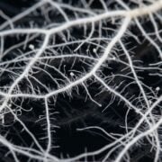 cannabis world news image of Symbiotic Microorganisms