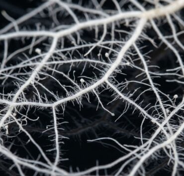 cannabis world news image of Symbiotic Microorganisms