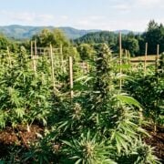 cannabis world news how to grow image of cannabis garden in large green field