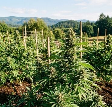 cannabis world news how to grow image of cannabis garden in large green field