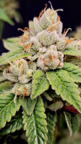 cannabis world news grebn bud