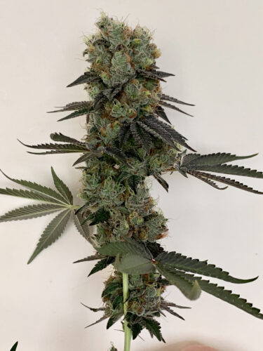cannabis world news Filipina Queen strain top bud