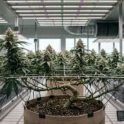 cannabis world news how to grow In this article, I will explain all you need to consider when training plants, the different techniques and the benefits associated.