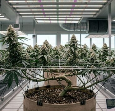 cannabis world news how to grow In this article, I will explain all you need to consider when training plants, the different techniques and the benefits associated.