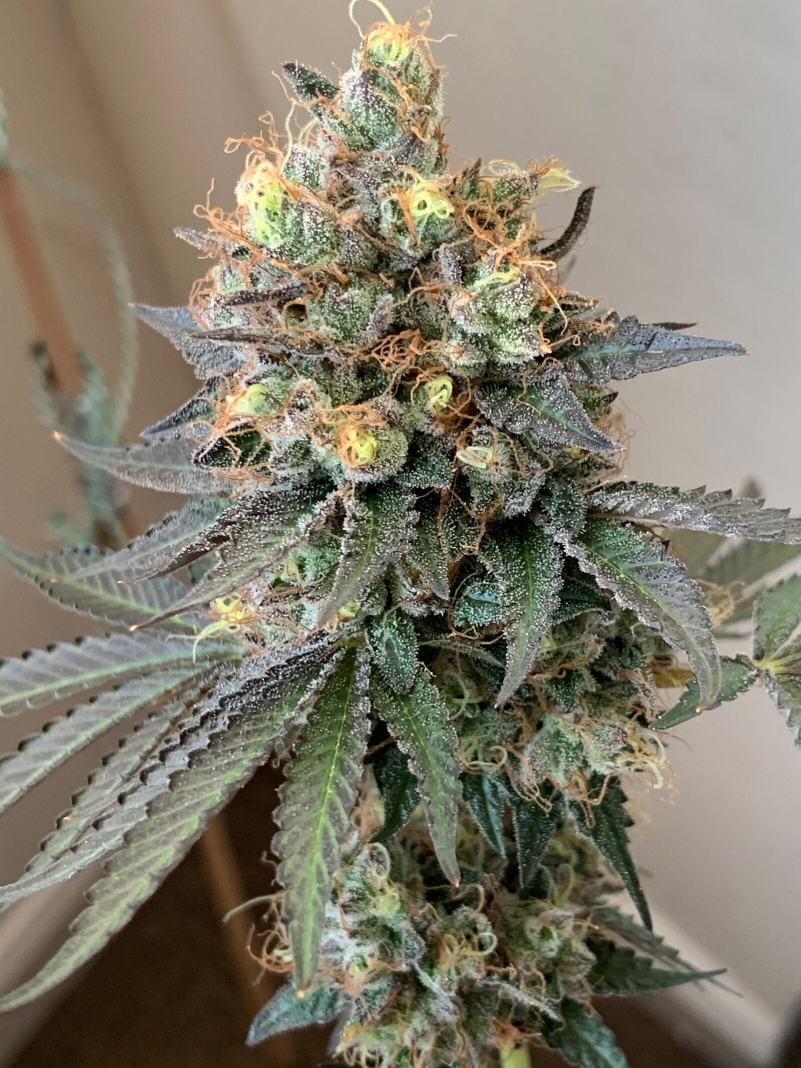 cannabis world news image of Cheddar valley strain top bud