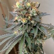 cannabis world news image of Cheddar valley strain top bud