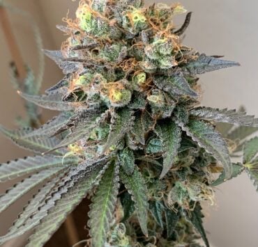 cannabis world news image of Cheddar valley strain top bud