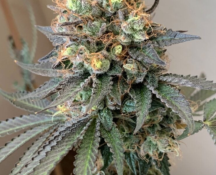 cannabis world news image of Cheddar valley strain top bud