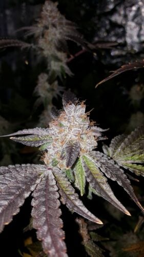 cannabis world news Crimson Cookies strain bud