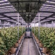 cannabis world news A professional scale grow operation that cannot afford to make mistakes.